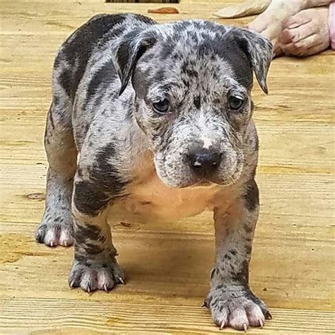 Merle is characterized as a mixture of coat color and pattern that can be seen in many different dog breeds, resulting in a coat with mottled color patches across an otherwise solid colored or piebald skin. . Merle bully puppies